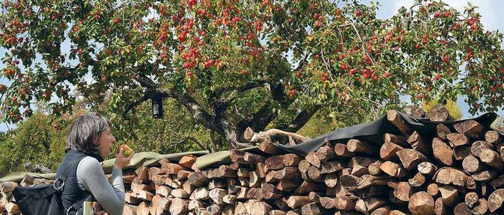 Naschen erlaubt. Im Herbst kommen Wanderer im Odenwald bisweilen an Bäumen, voll mit knackigen Äpfeln, vorüber. Hiesige Winzer können viel draus machen.
