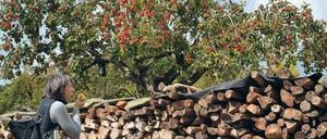 Naschen erlaubt. Im Herbst kommen Wanderer im Odenwald bisweilen an Bäumen, voll mit knackigen Äpfeln, vorüber. Hiesige Winzer können viel draus machen. 