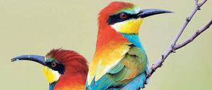 Bedroht. Der Bienenfresser galt in Deutschland lange als ausgestorben, inzwischen ist er in Teilen von Sachsen-Anhalt und Baden-Württemberg wieder heimisch.