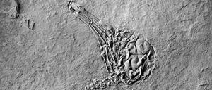 Gut erhalten. Der kleine Vogel fand an jähes Ende und wurde am Grund eines Sees begraben. Dort wurde er so gut konserviert, dass sein Mageninhalt 47 Millionen Jahre erhalten blieb.