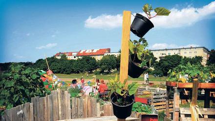 Es wächst und gedeiht. Die Beete auf dem Tempelhofer Feld müssen erstmal nicht neuen Wohnungsbauten weichen. Aber da die Stadt für immer mehr Menschen attraktiv ist, wird sie sich Veränderungen stellen müssen. 