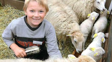 Der siebenjährige Schäfersohn Hannes Rocher bürstet in Paaren/Glien auf der Brala Schafe. Vier Tage präsentieren mehr als 700 Aussteller und Züchter Landwirtschaft zum Anfassen. 