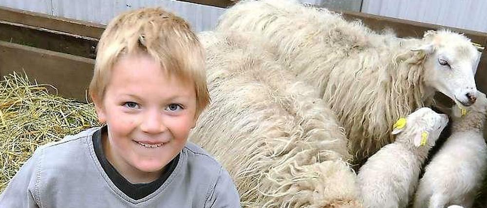 Der siebenjährige Schäfersohn Hannes Rocher bürstet in Paaren/Glien auf der Brala Schafe. Vier Tage präsentieren mehr als 700 Aussteller und Züchter Landwirtschaft zum Anfassen.