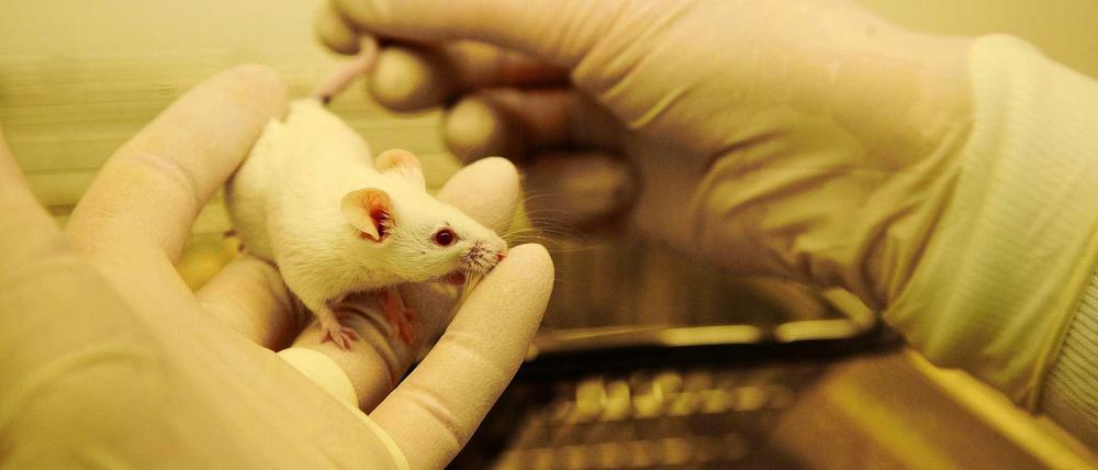 Maus im Labor: In Berlin-Buch baut das Max-Delbrück-Centrum ein neues Tierhaus.