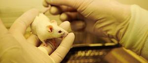 Maus im Labor: In Berlin-Buch baut das Max-Delbrück-Centrum ein neues Tierhaus.