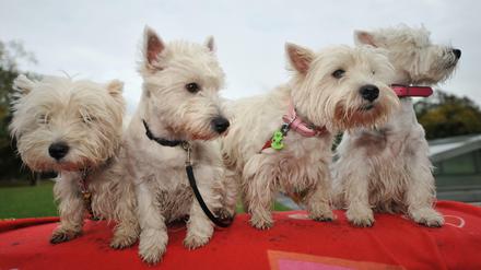 West-Highland-Terrier. 
