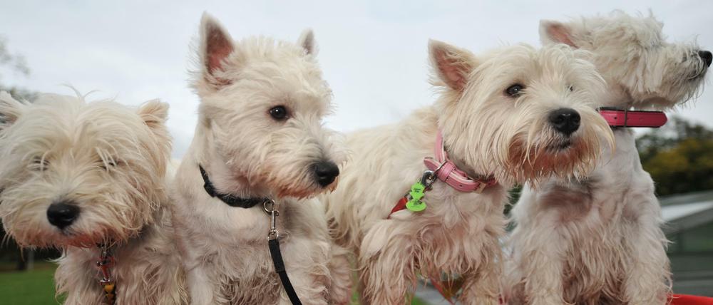 West-Highland-Terrier. 