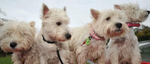 West-Highland-Terrier. 