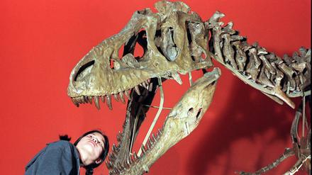 Ein Mädchen bestaunt den Schädel eines Tarbosaurus-Skeletts.