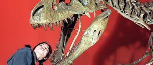 Ein Mädchen bestaunt den Schädel eines Tarbosaurus-Skeletts. 