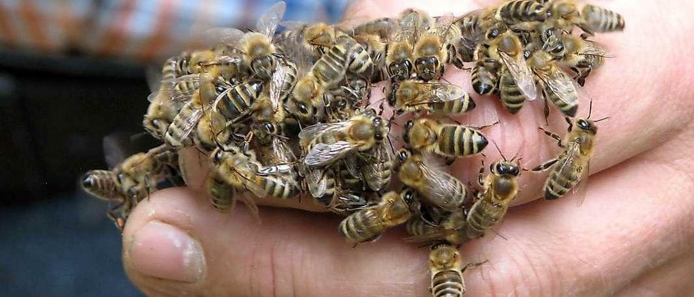 Bienen der Art „Apis mellifera carnica“ stechen nur, wenn sie sich bedroht fühlen