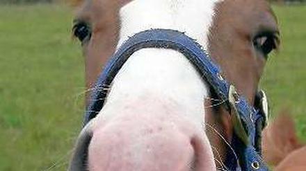 Pferd guckt über einen Zaun in Bad Saarow
