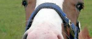 Pferd guckt über einen Zaun in Bad Saarow