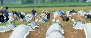 Erntehelfer bei Grießheim in Baden-Württemberg