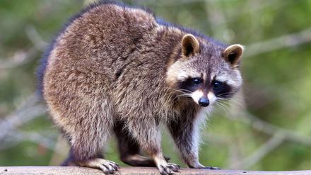 Süße Predatoren: Ein Waschbär im Eberswalder Zoo. In freier Wildbahn verbreiten sich die Räuber rasant.