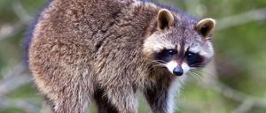 Süße Predatoren: Ein Waschbär im Eberswalder Zoo. In freier Wildbahn verbreiten sich die Räuber rasant.