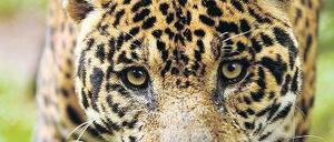 Kompakt. Jaguare werden nur 70 Zentimeter hoch, aber bis zu 160 Kilogramm schwer. 