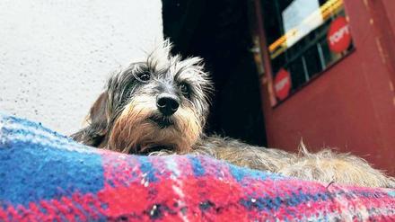 Mein Korb, mein Kiez. Der „Bongo vom Schuster“ ist ein elfjähriger Rauhaardackelrüde, der in der Kreuzberger Bergmannstraße zur Welt kam, wo er bis heute lebt. 