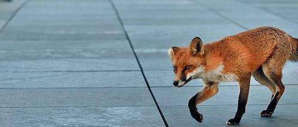 Ein Fuchs posiert vor dem Fernsehturm. Am Wochenende findet der Lange Tag der Stadtnatur zum achten Mal statt.
