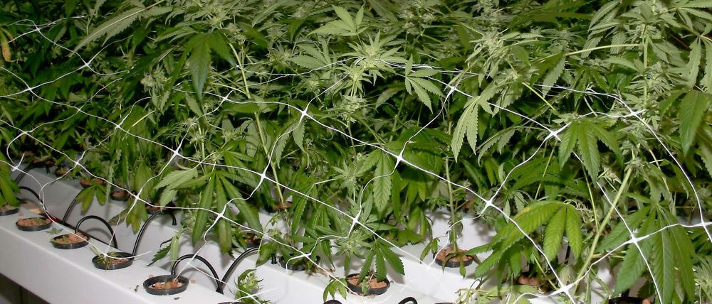 Eine Cannabis-Plantage wurde dem Rentner zum Verhängnis.