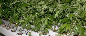 Eine Cannabis-Plantage wurde dem Rentner zum Verhängnis.