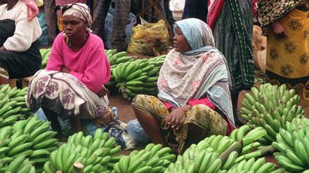 Die genmanipulierte Bananensorte könnte in Uganda angebaut werden. 