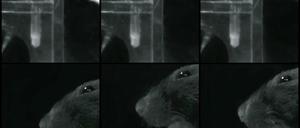 Erwischt. Die Bilderserie zeigt, wie ein Versuchstier das Futter greift. Es hatte nach einem Schlaganfall eine Immuntherapie sowie motorisches Training bekommen.