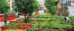 Ein Garten mitten in Kreuzberg. Die Prinzessinnengärten zeigen seit einigen Jahren, dass Anbau in der Stadt möglich ist. 