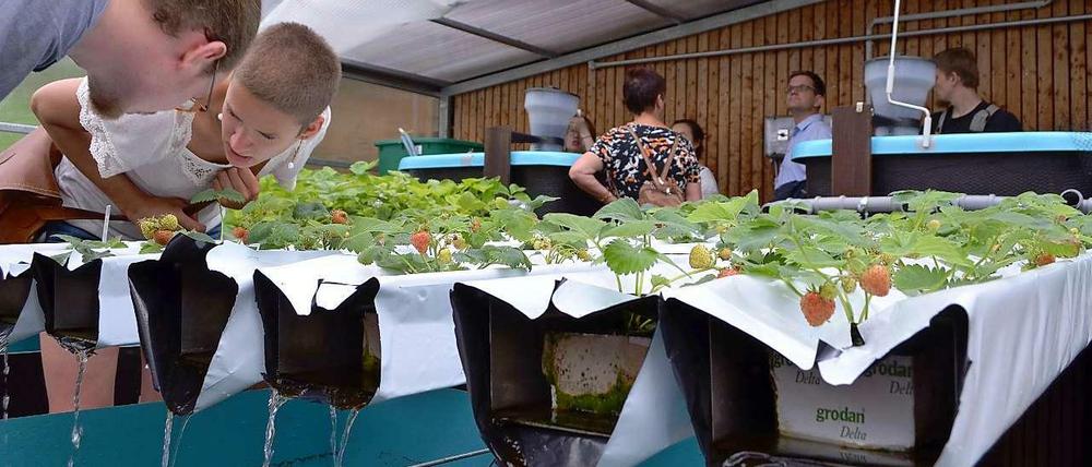 Im Hof der Bernburger Straße 22 steht bereits das Gewächshaus in dem Erdbeeren wachsen. 