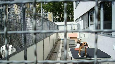 Dauerndes Hundegebell? Konnte das Gericht nicht feststellen - im Gegenteil. Für Lärmgutachten musste ein fremder Dackel vorbeigetragen werden, damit die Hunde anschlagen.
