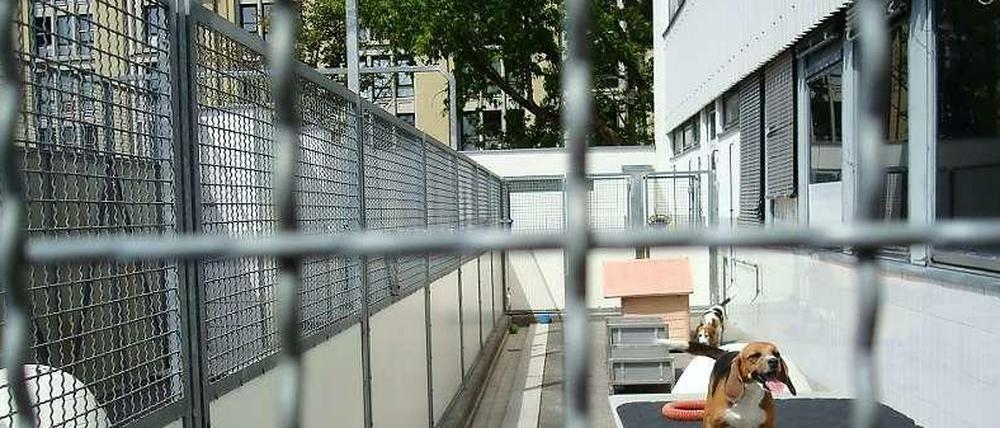 Dauerndes Hundegebell? Konnte das Gericht nicht feststellen - im Gegenteil. Für Lärmgutachten musste ein fremder Dackel vorbeigetragen werden, damit die Hunde anschlagen.