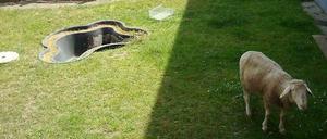 Schaf an der FU-Berlin: Einige neue Nachbarn stören sich am Geruch.