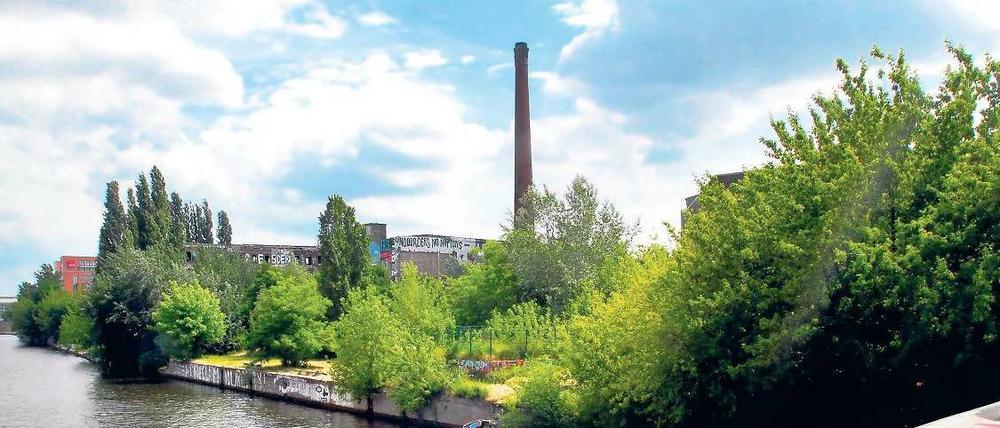 Am Ufer wuchert’s. Hier soll die neue Promenade an der Spree gebaut werden. Das Foto entstand auf der Michaelbrücke mit Blick gen Süden.