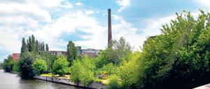 Am Ufer wuchert’s. Hier soll die neue Promenade an der Spree gebaut werden. Das Foto entstand auf der Michaelbrücke mit Blick gen Süden.