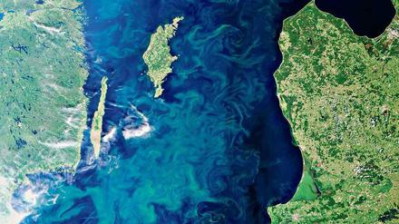Baltische Blüte. Das Satellitenbild zeigt eine Algenblüte im Jahr 2010.