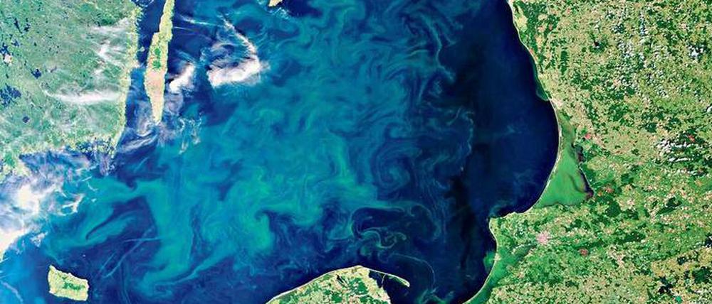 Baltische Blüte. Das Satellitenbild zeigt eine Algenblüte im Jahr 2010.