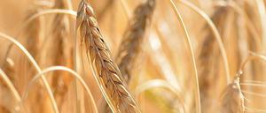 Gerste ist in diesem Jahr schwach. Mais bringt bessere Erträge hervor.