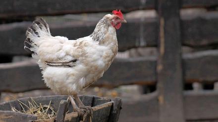 Streit ums Huhn: Bringt uns TTIP Chlorhühnchen nach amerikanischer Art?