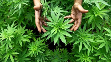 Der verurteilte Cannabis-Züchter zeigte sich von seiner unbelehrbaren Seite.
