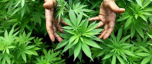 Der verurteilte Cannabis-Züchter zeigte sich von seiner unbelehrbaren Seite.