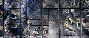 Alles andere als Staubfänger. Neue Techniken machen Museumspräparate für Forscher wieder interessant. 