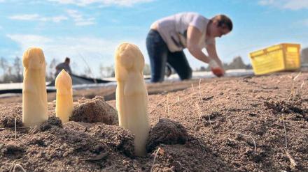 Am heutigen Johannistag endet traditionell die Spargelernte in Deutschland. Die Erntehelfer müssen sich dann wieder einen neuen Job suchen.