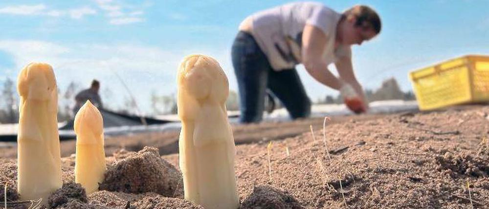Am heutigen Johannistag endet traditionell die Spargelernte in Deutschland. Die Erntehelfer müssen sich dann wieder einen neuen Job suchen.