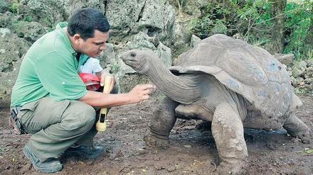 Streichel mich. Die Aldabra-Riesenschildkröte mit dem Namen Patrick (93 Jahre alt) ist der ganze Stolz im Nachzuchtprojekt.