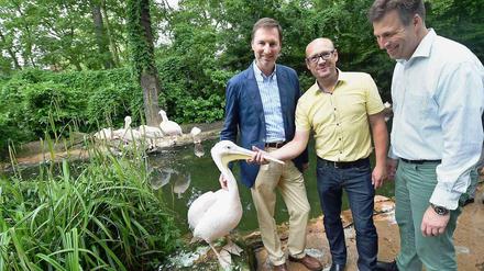 Berlins Zoodirektor Andreas Knieriem (l) steht zusammen mit den Geschäftsführern Frank Werner (M.) und Andreas M. Casdorff (r) vom Zoo Hannover im Pelikangehege. 