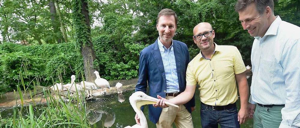 Berlins Zoodirektor Andreas Knieriem (l) steht zusammen mit den Geschäftsführern Frank Werner (M.) und Andreas M. Casdorff (r) vom Zoo Hannover im Pelikangehege. 