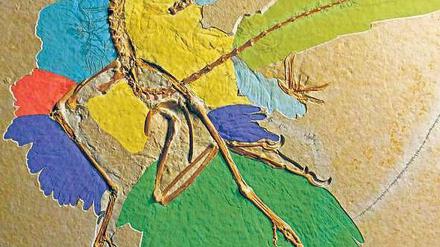 Der neue Fossilfund zeigt erstmals, wie sehr Archaeopteryx gefiedert war.
