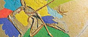 Der neue Fossilfund zeigt erstmals, wie sehr Archaeopteryx gefiedert war.