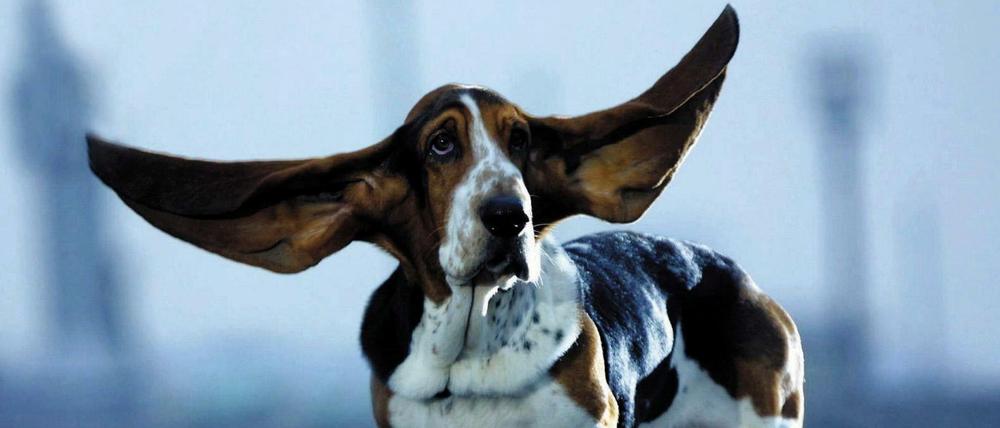Diesem Tier hat eindeutig einer die Ohren langgezogen, aber sonst ist er ja ganz: süß. Auch unsere Kolumnistin musste sich erst einmal an Hunde gewöhnen.