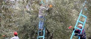 Olivenernte im Süden Griechenlands.